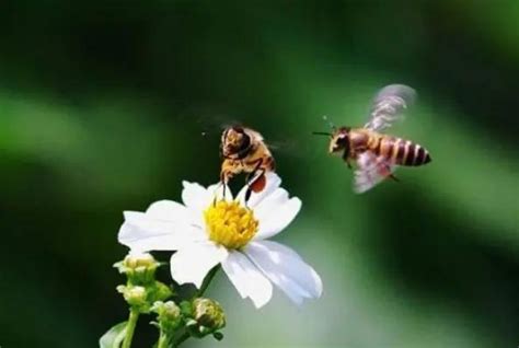 蜜蜂一直來 蹇小白